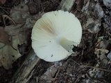 Russula modesta image