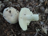Russula modesta image