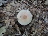 Russula modesta image