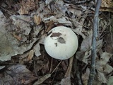 Russula modesta image