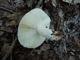Russula modesta image