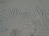 Polydesmia pruinosa image