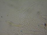 Polydesmia pruinosa image