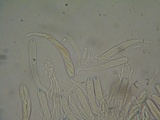Polydesmia pruinosa image