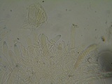 Polydesmia pruinosa image