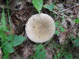 Russula crustosa image