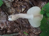 Russula crustosa image