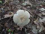 Russula crustosa image