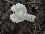 Russula crustosa image