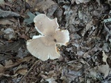 Russula crustosa image