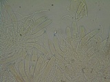 Polydesmia pruinosa image