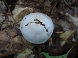 Cortinarius alboviolaceus image