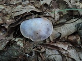 Cortinarius alboviolaceus image