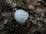 Cortinarius alboviolaceus image