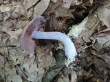 Cortinarius alboviolaceus image