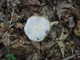 Cortinarius alboviolaceus image