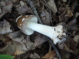 Amanita brunnescens image
