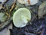 Russula ochroleucoides image