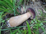 Tylopilus rubrobrunneus image