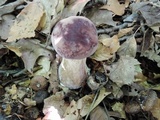 Tylopilus rubrobrunneus image