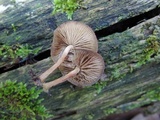 Simocybe centunculus var. centunculus image