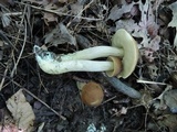 Leccinellum quercophilum image