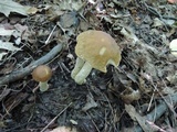 Leccinellum quercophilum image