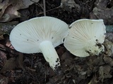 Hygrophorus sordidus image