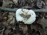 Hygrophorus sordidus image