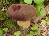 Tylopilus rubrobrunneus image