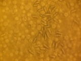 Tylopilus rubrobrunneus image