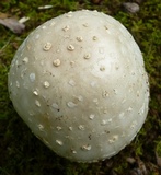 Amanita canescens image