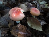 Russula nobilis image