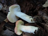 Russula nobilis image
