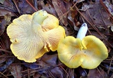 Cantharellus septentrionalis image