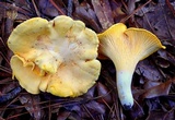 Cantharellus septentrionalis image