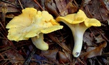 Cantharellus septentrionalis image