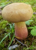 Lanmaoa pseudosensibilis image