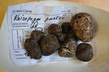 Rhizopogon parksii image