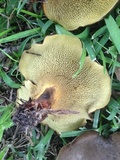 Boletinellus merulioides image
