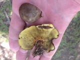 Boletinellus merulioides image