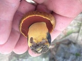 Boletus vermiculosus image
