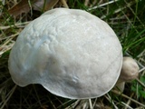 Leccinellum albellum image