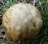 Leccinellum albellum image