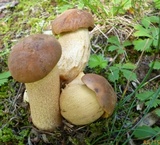 Leccinellum crocipodium image