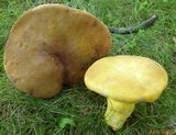 Boletus auripes image