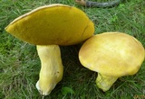 Boletus auripes image