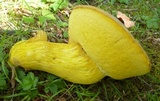 Boletus auripes image