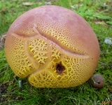 Lanmaoa pallidorosea image