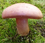 Lanmaoa pallidorosea image